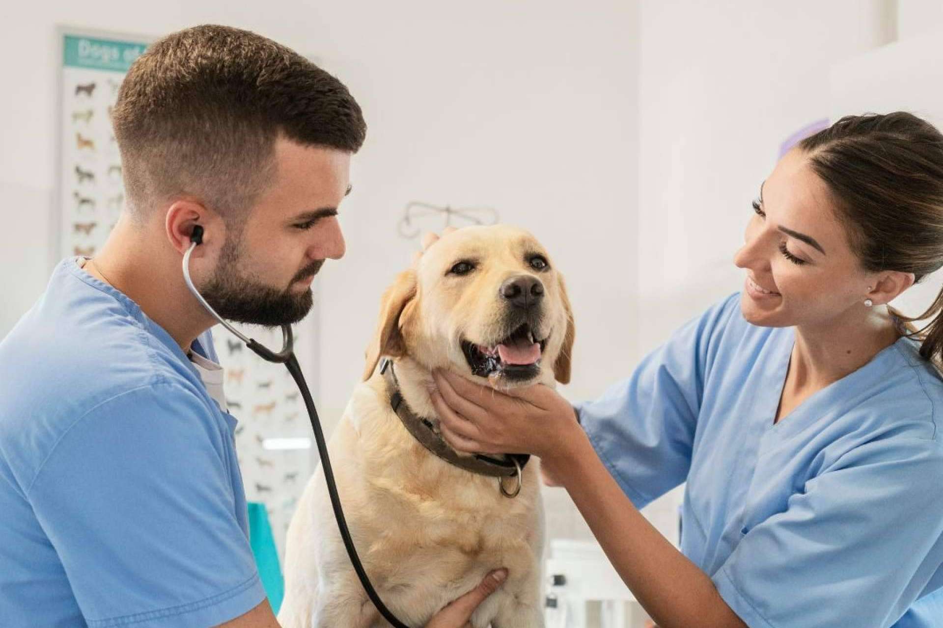 Vetformación propone regalar educación veterinaria, una experiencia única para amantes de los animales