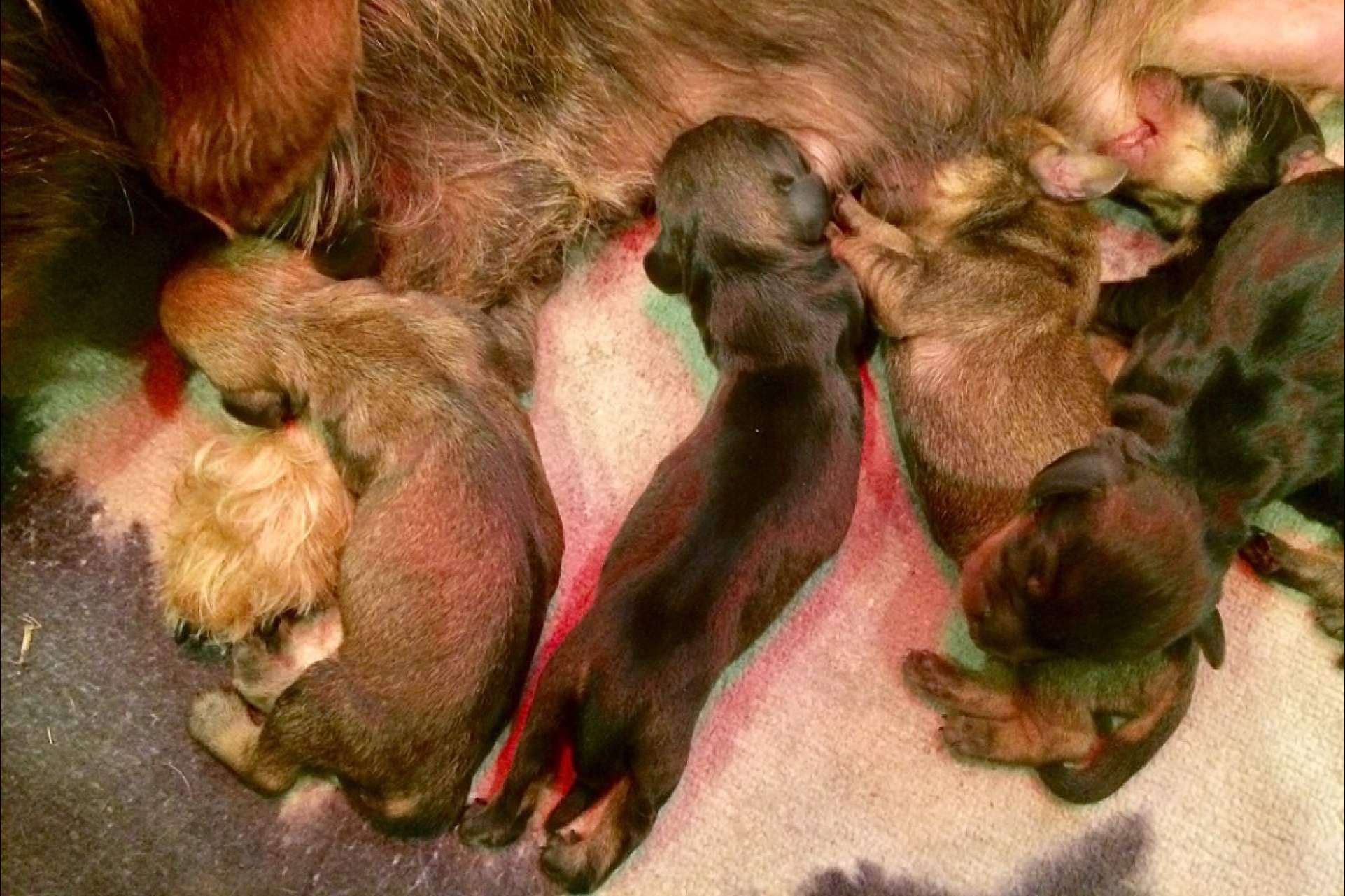 Criadero RAJ Canin, referente en cachorros de Teckel Kaninchen de pelo duro