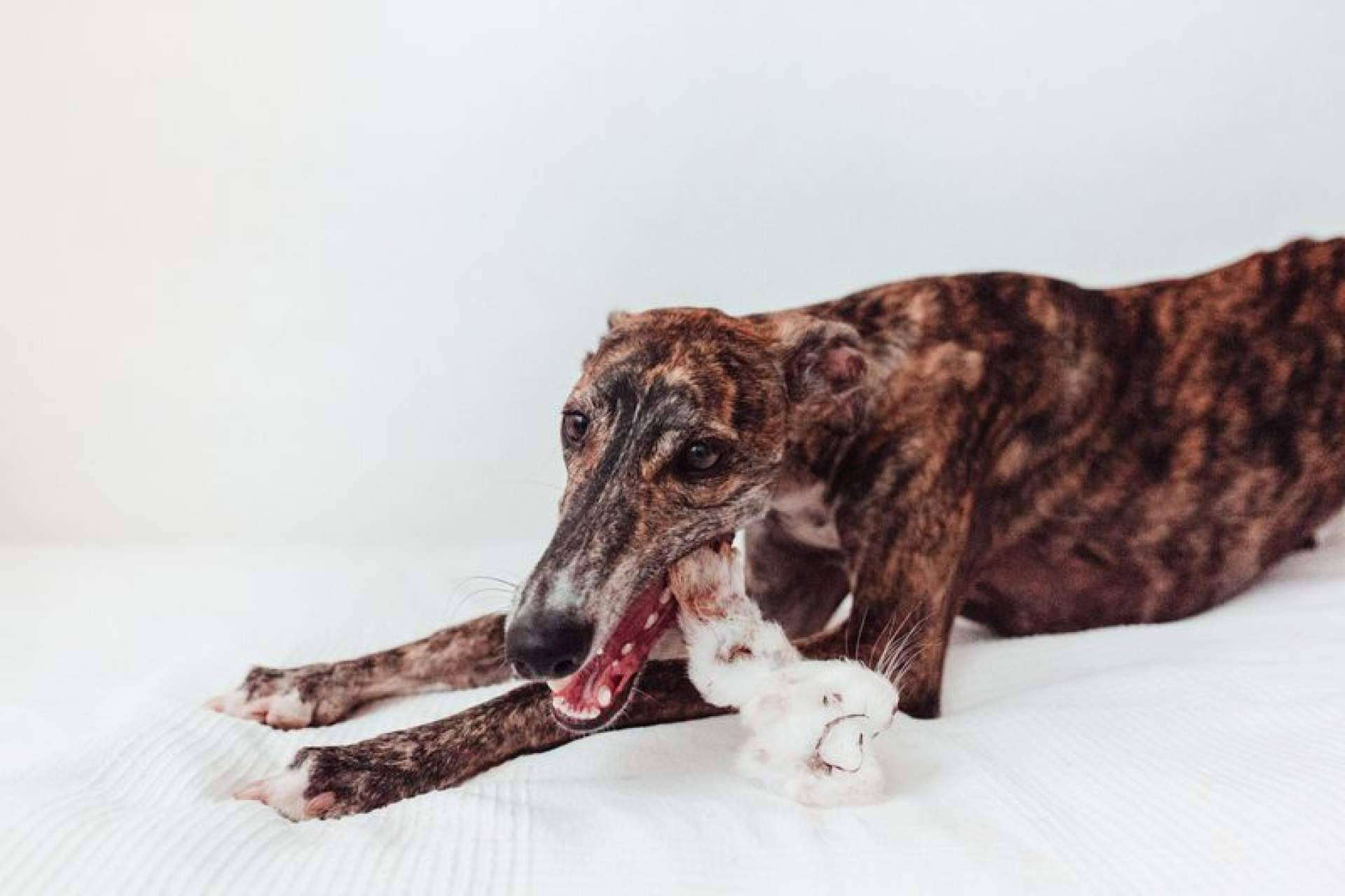 Descubrir cómo mantener una mascota feliz y saludable con snacks 100% naturales