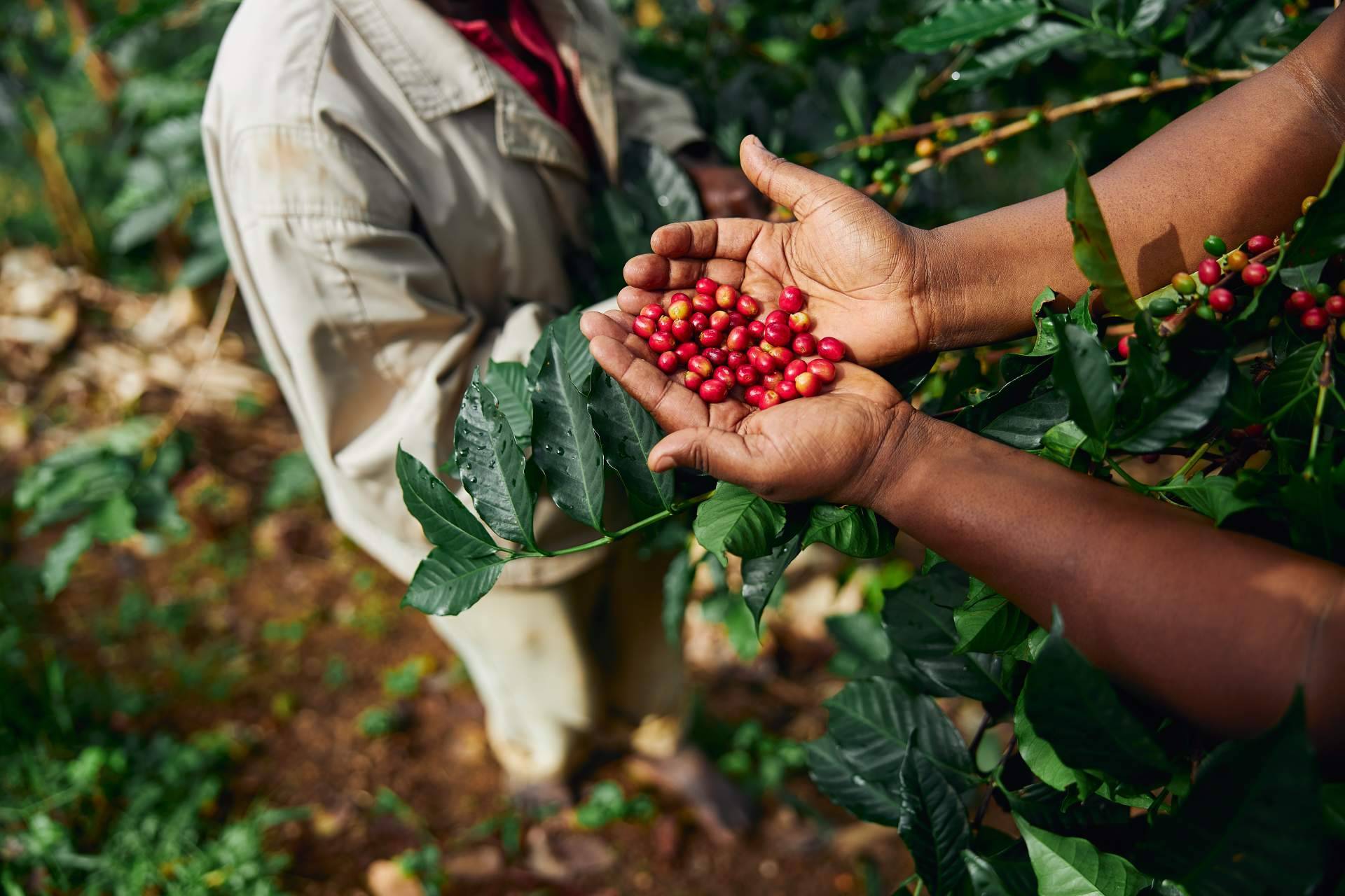 Impacto del café para oficina en la salud y el bienestar de los empleados, la propuesta de Fresh OCS