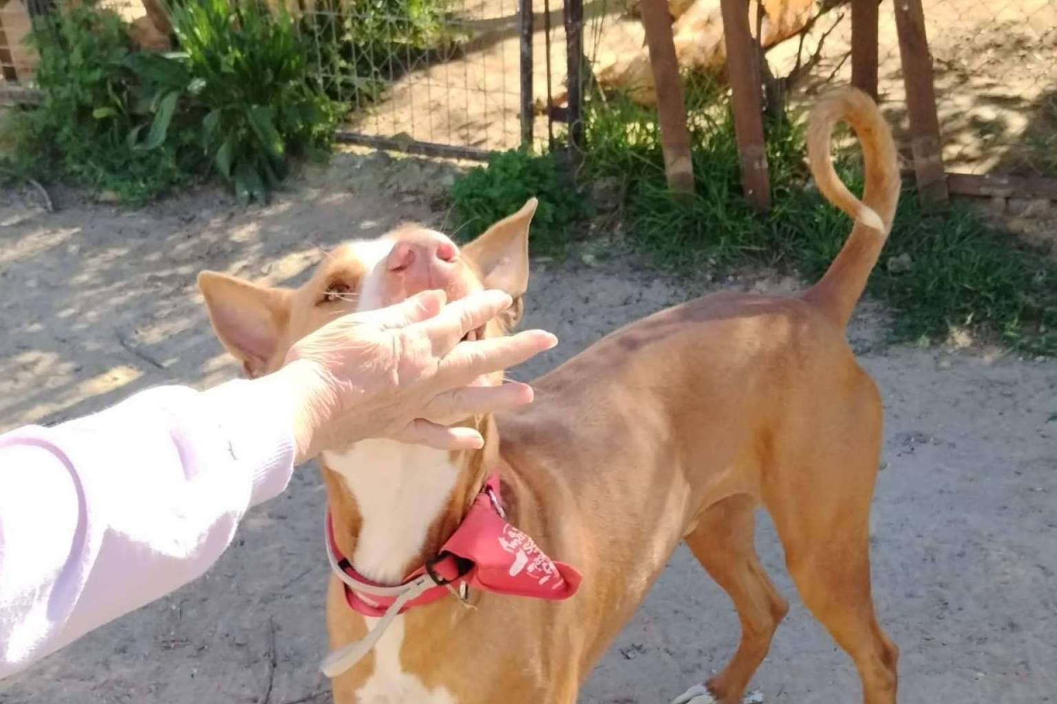 El futuro de decenas de animales en riesgo, SOS Vidas necesita ayuda para seguir adelante