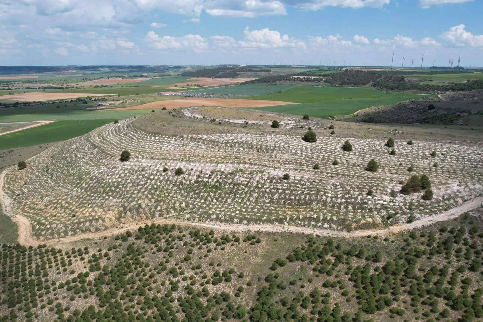 CO2 GESTIÓN supera los 3 millones de árboles plantados en zonas desfavorecidas de España