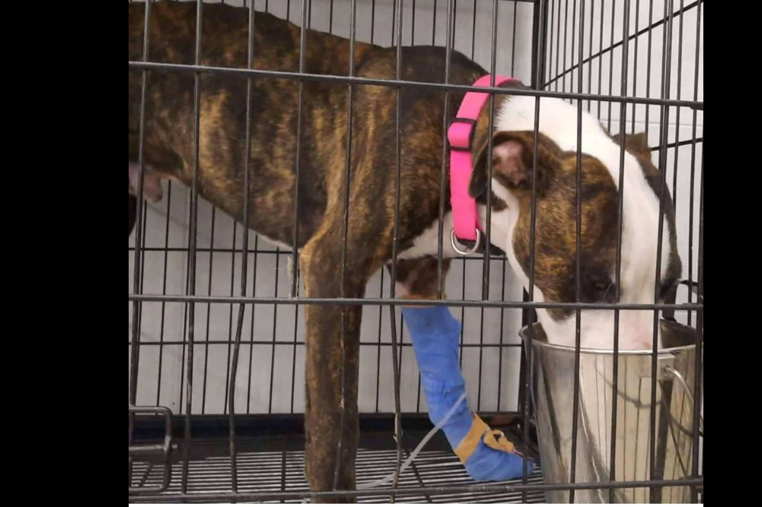 SOS Salvando Vidas España refuerza su labor de rescate animal solidario con nuevas vías de adopción responsable