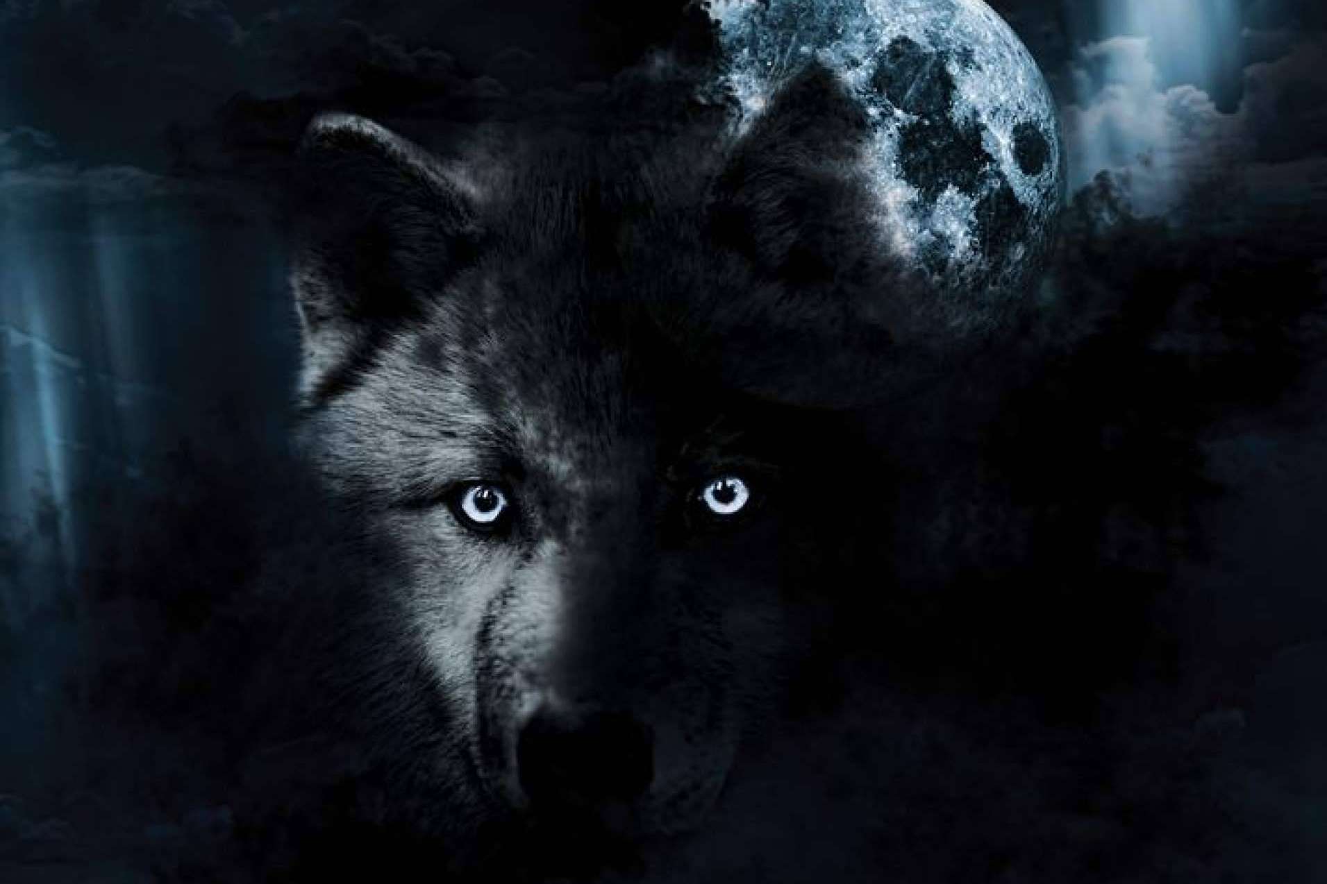 'LOBO – El solitario de la Montaña Palentina', la visión artística de Diego de Membiela sobre el lobo ibérico