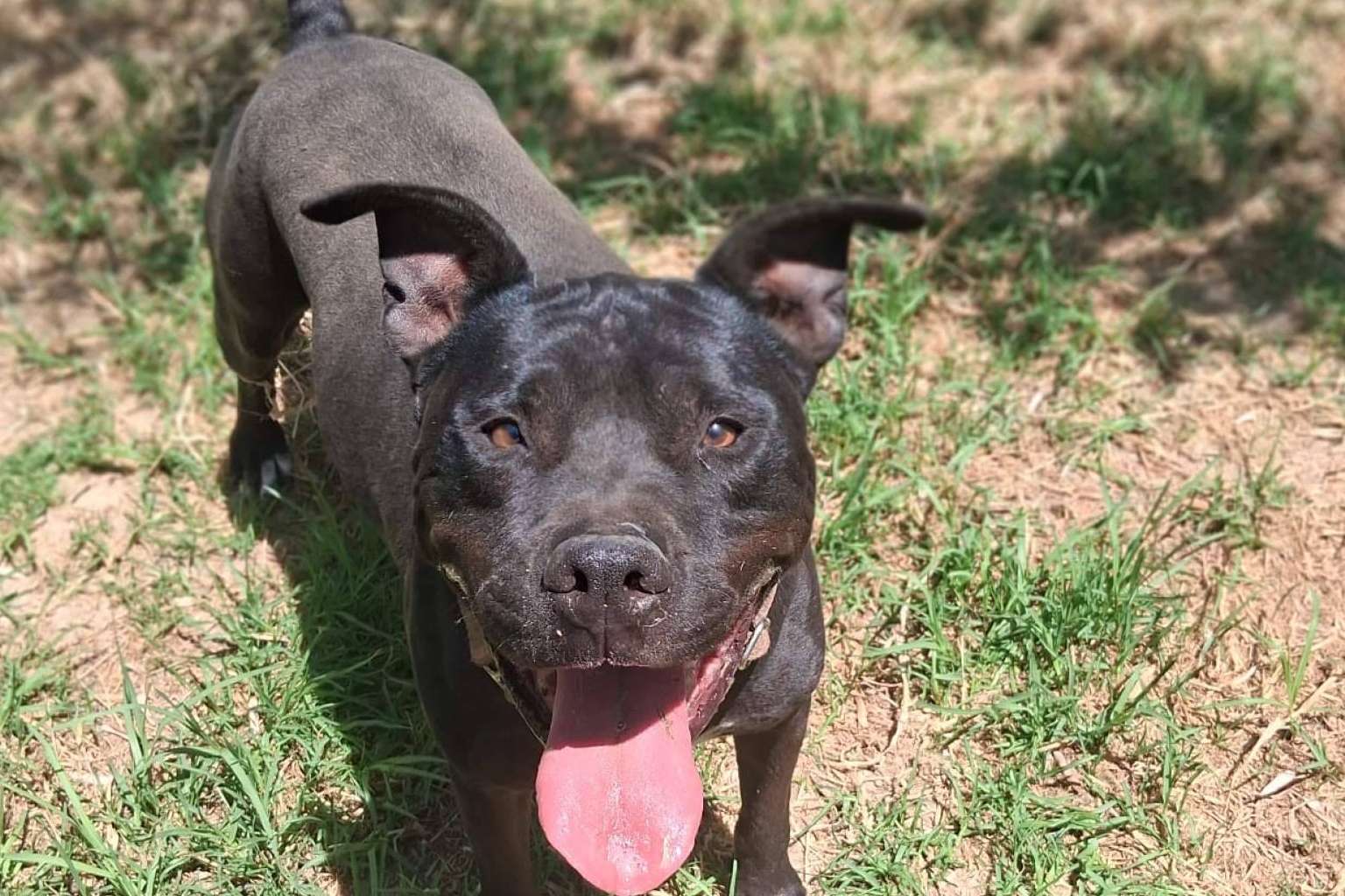 SOS Salvando Vidas rescata y protege perros en situación crítica hasta encontrarles un hogar