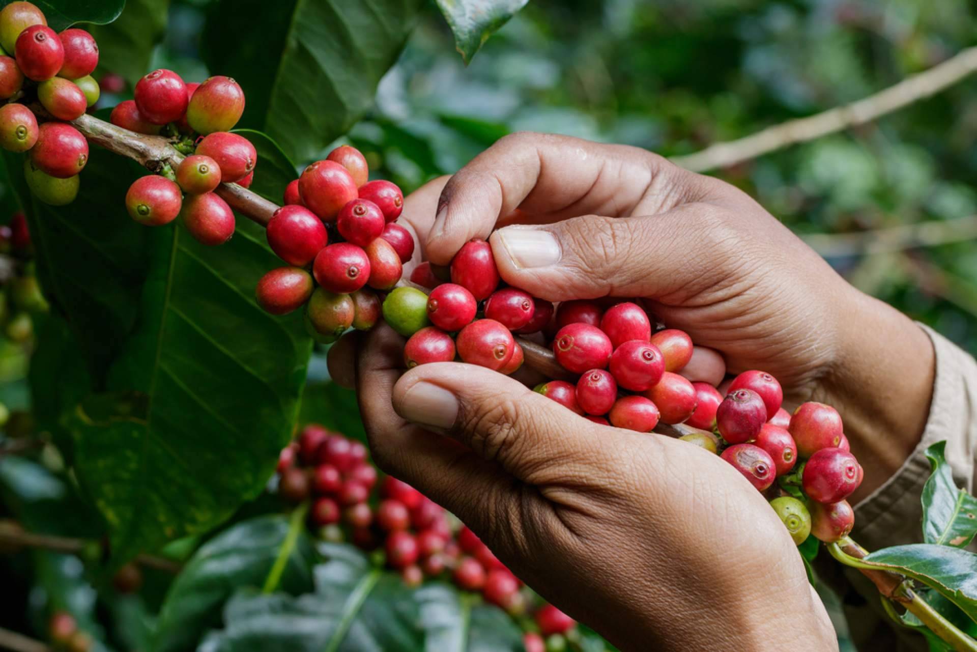 Qué hace diferente al verdadero café para oficina de especialidad