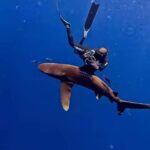 Bucear con tiburones en Maldivas con Drop Dive Maldives, la forma más segura de disfrutar