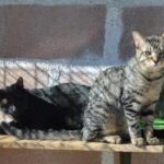 Granja La Luna, una residencia de verano para mascotas que inspira confianza a las familias