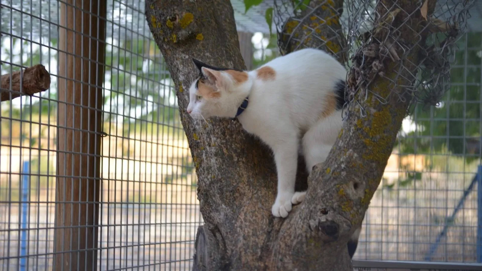 La demanda de residencias para mascotas aumenta este verano