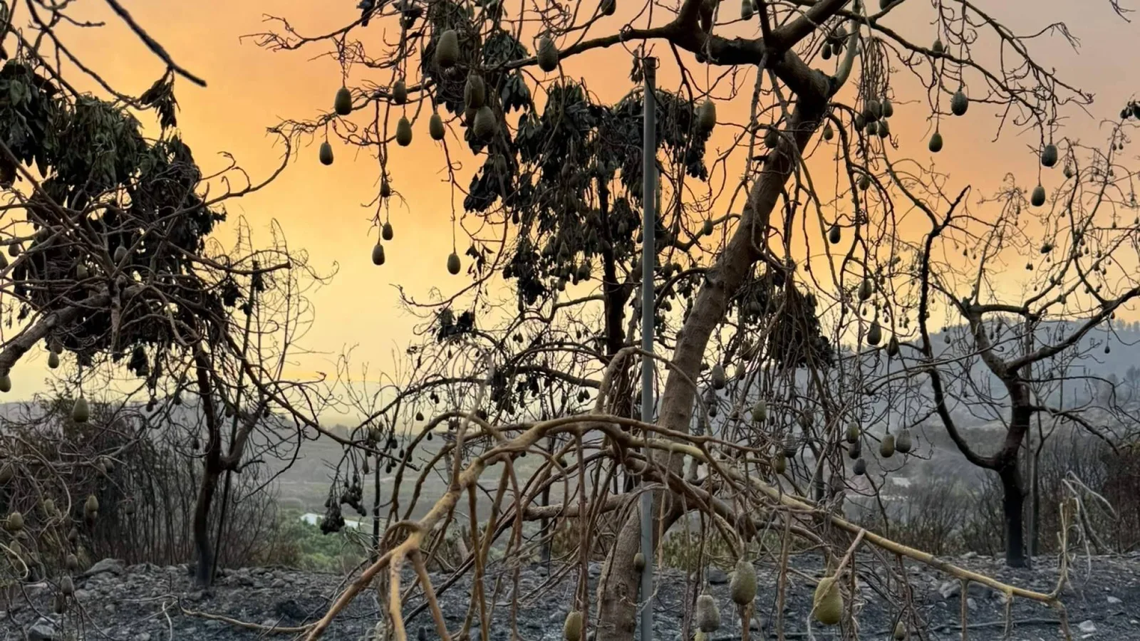 El incendio de Sierra de Espadán arrasa la finca de Tropitop y activa una campaña de recuperación