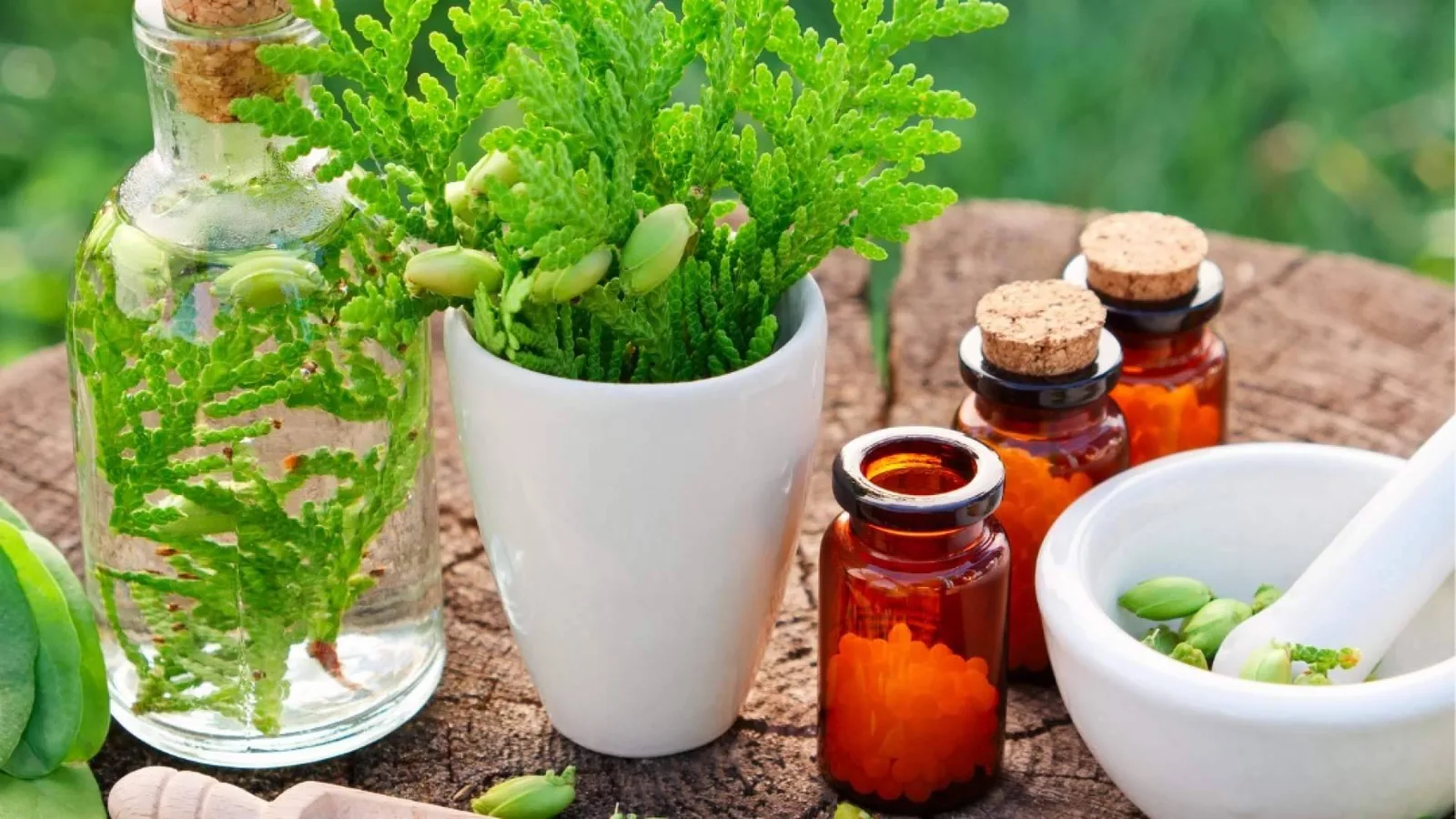 El 'Máster Naturopatía' de ISED Expert llega en octubre para dar respuesta al auge de las terapias integrativas